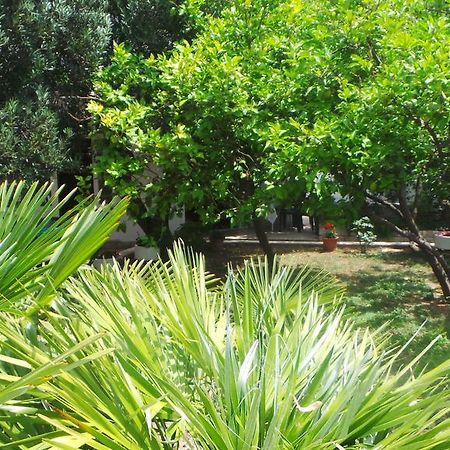 Pension Vice Gradac  Extérieur photo